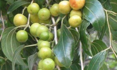 Amfanin Ganyen Magarya  Guda 10 Ga Lafiyar jikin Dan Adam