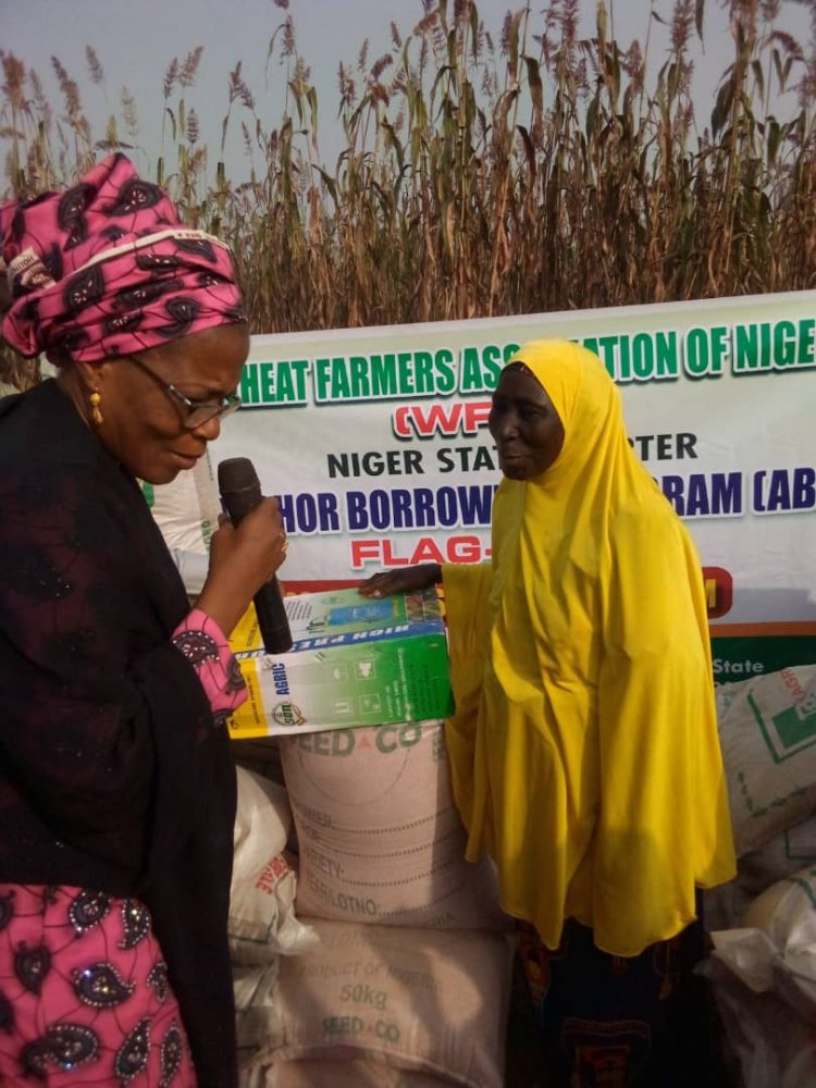 Gwamnatin Tarayya Ta Tallafawa Manoman Alkama 2500 A Neja