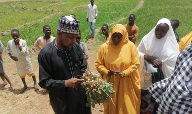 Najeriya ta gaza cika alkawullan dasa itatuwa dubu 250