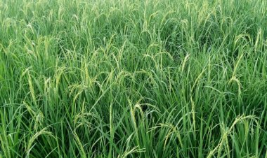 NEMA Lists Sokoto And 13 States That Will Experience Huge Flood Soon