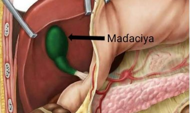 Allah Gwani  Ko ka san aikin maɗaciya a jikinka?