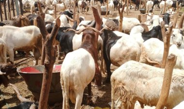 Sokoto L-PRES Conducts Bid Opening for Remodeling of Sokoto Abattoir into a Climate-Smart Modern Facility.
