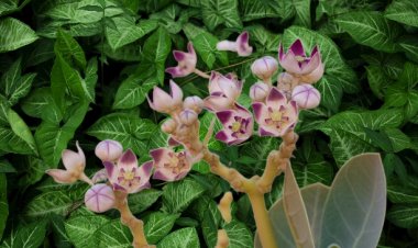 Yadda Za Ki Gyara Fuskar Ki Da Furen Tumfafiya Ta Yi Sheki Da Kyan Gaske