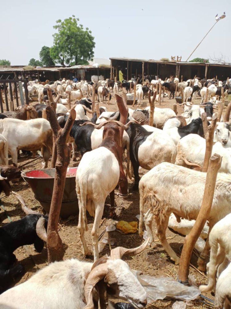Sokoto L-PRES Conducts Bid Opening for Remodeling of Sokoto Abattoir into a Climate-Smart Modern Facility.