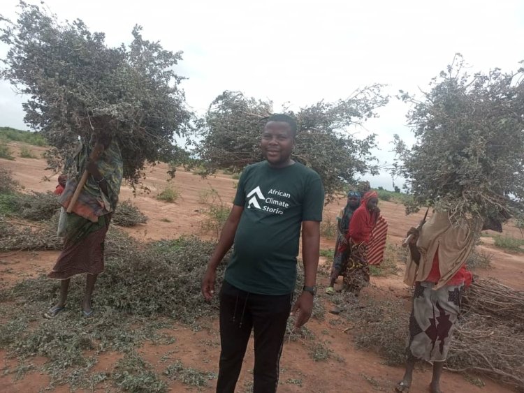 Cutting Down Trees Is Bias Against Nature