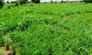 Hukumar NDLEA Ta Gano Katafaren Gonar Tabar Wiwi a Sokoto