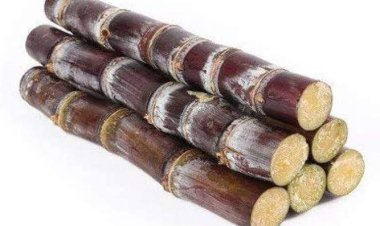 Amfanin Rakke a jikin Mutum da ba kowa ya sani ba