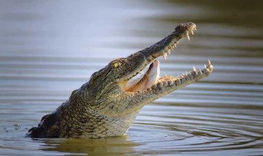 "Crocodile tears"  2027 Talaka APC Zai Zaba Domin Biyan Bukatar Uwayen Gidansa 