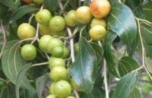 Amfanin Ganyen Magarya Guda 10 Ga Lafiyar jikin Dan Adam