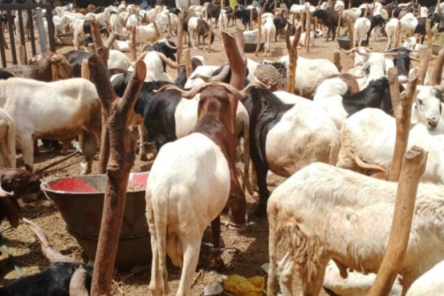 Sokoto L-PRES Conducts Bid Opening for Remodeling of Sokoto Abattoir into a Climate-Smart Modern Facility.