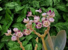 AMFANIN FUREN TUNFAFIYA GA MATA