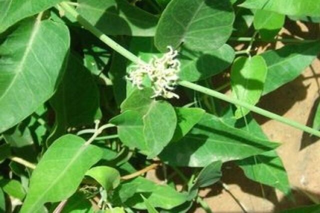 image_750x500_64980c53b6792